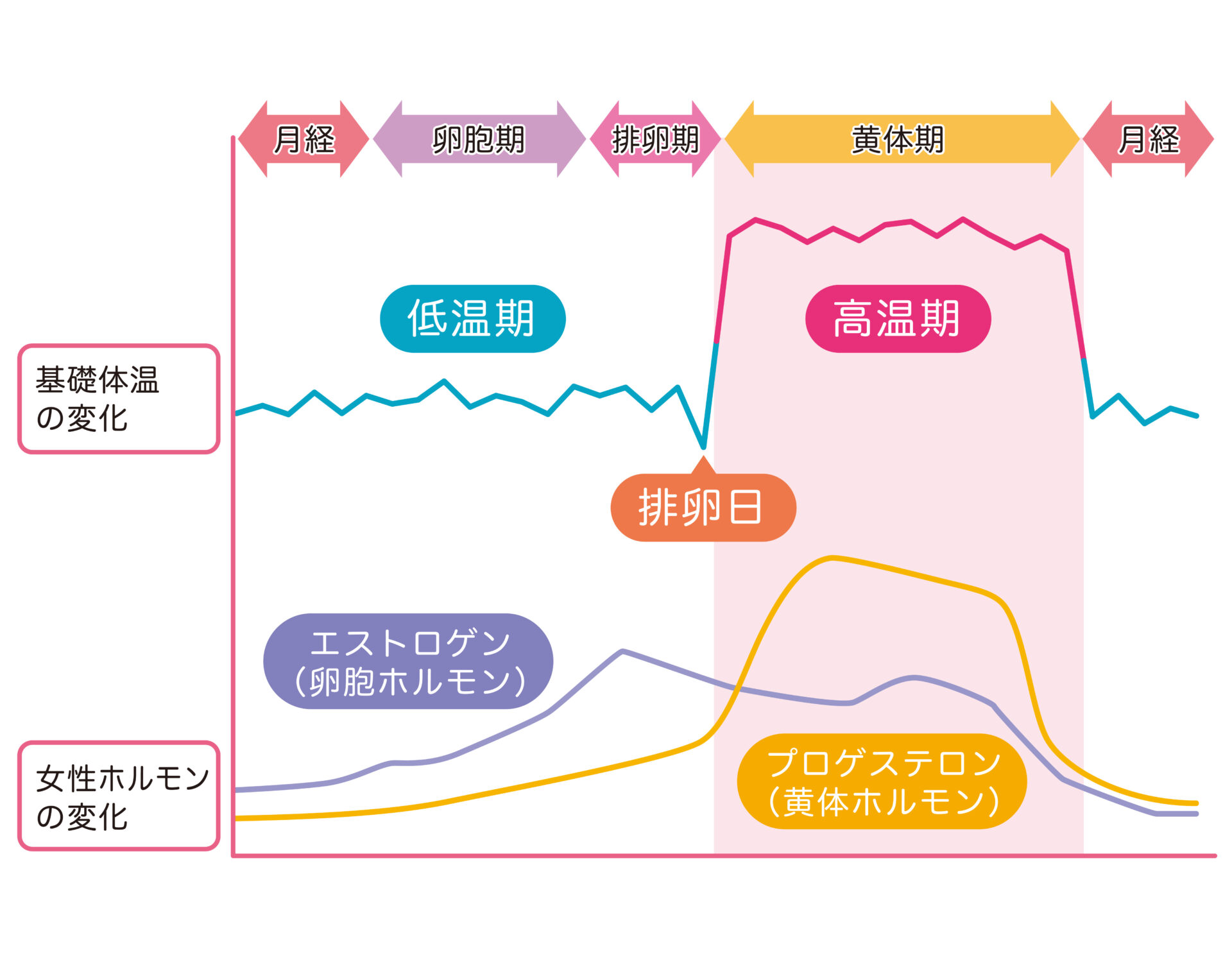 【イラスト】基礎体温表と女性ホルモンの図